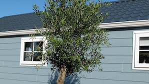 A potted tree with a thick trunk and dense foliage in front of a house with blue siding and a grey roof.