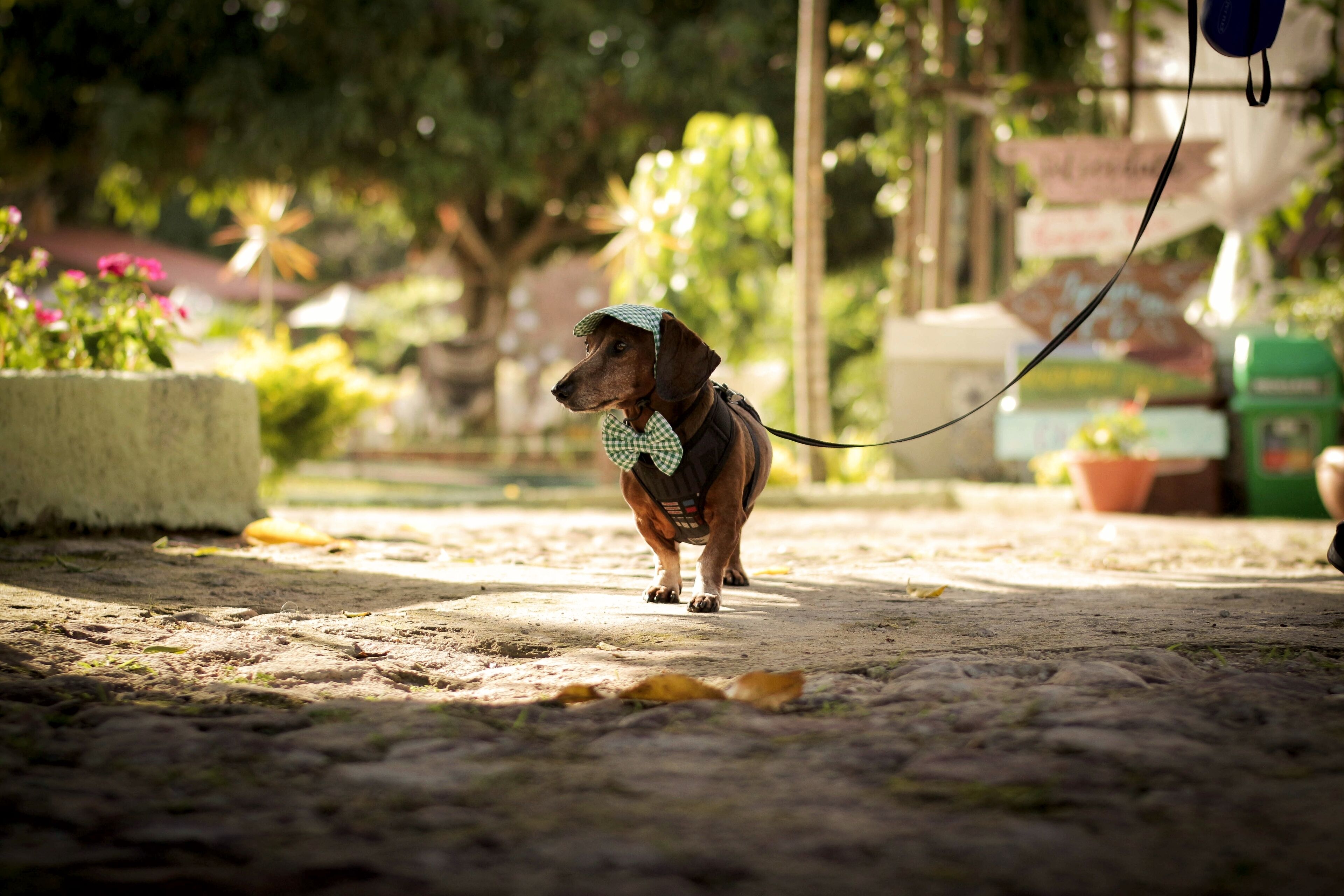 pet-friendly amenities