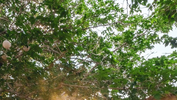 Et udendørs spiseområde med et langt træbord og flere stole, omgivet af grøn vegetation og en pergola.