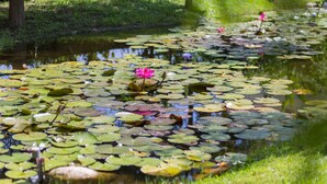 A pond with lily pads and a single pink flower. - TONG YI Homestay (Ji'an)