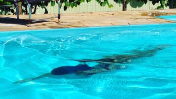 Outdoor pool, sun loungers