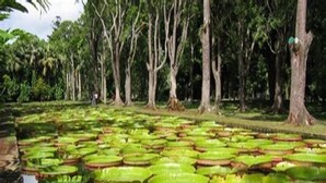 Uno stagno con numerose ninfee e alberi sullo sfondo.