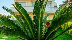 Exterior - Villa Aphrodite (Platanias)