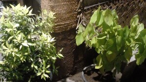 Two potted plants on a wet surface next to a brick wall and a woven basket. - Nature Mount Pavilion Ella (Ella)