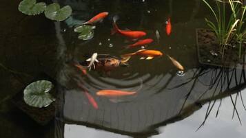 A pond with water lilies and koi fish.