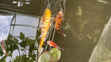 Estanque de carpas con varios peces, incluyendo variedades anaranjadas y blancas, rodeado de follaje verde.