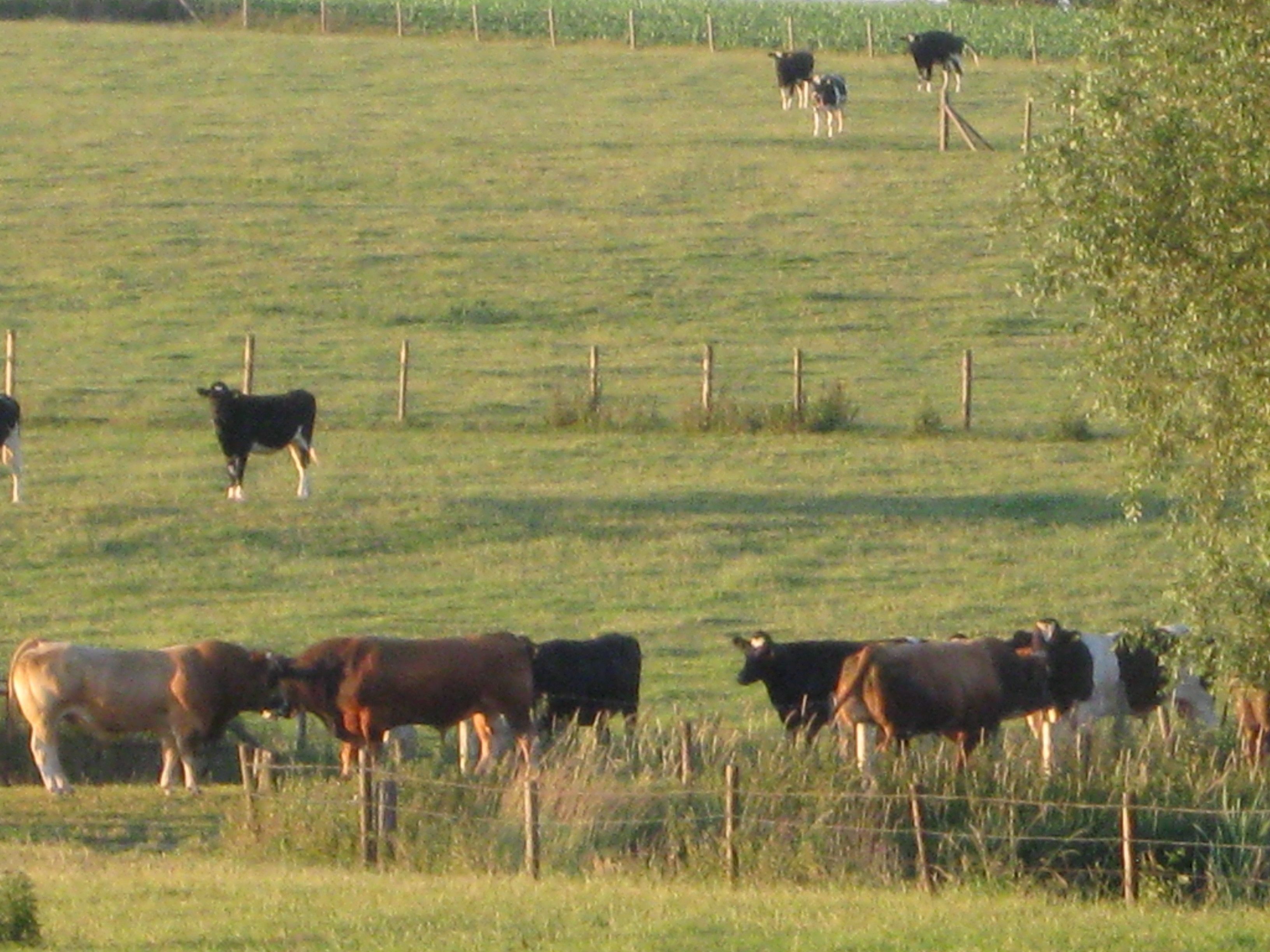 Un potrero cercado con varias vacas pastando.