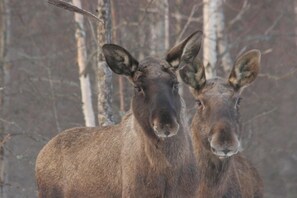 Two moose standing in a forested area.