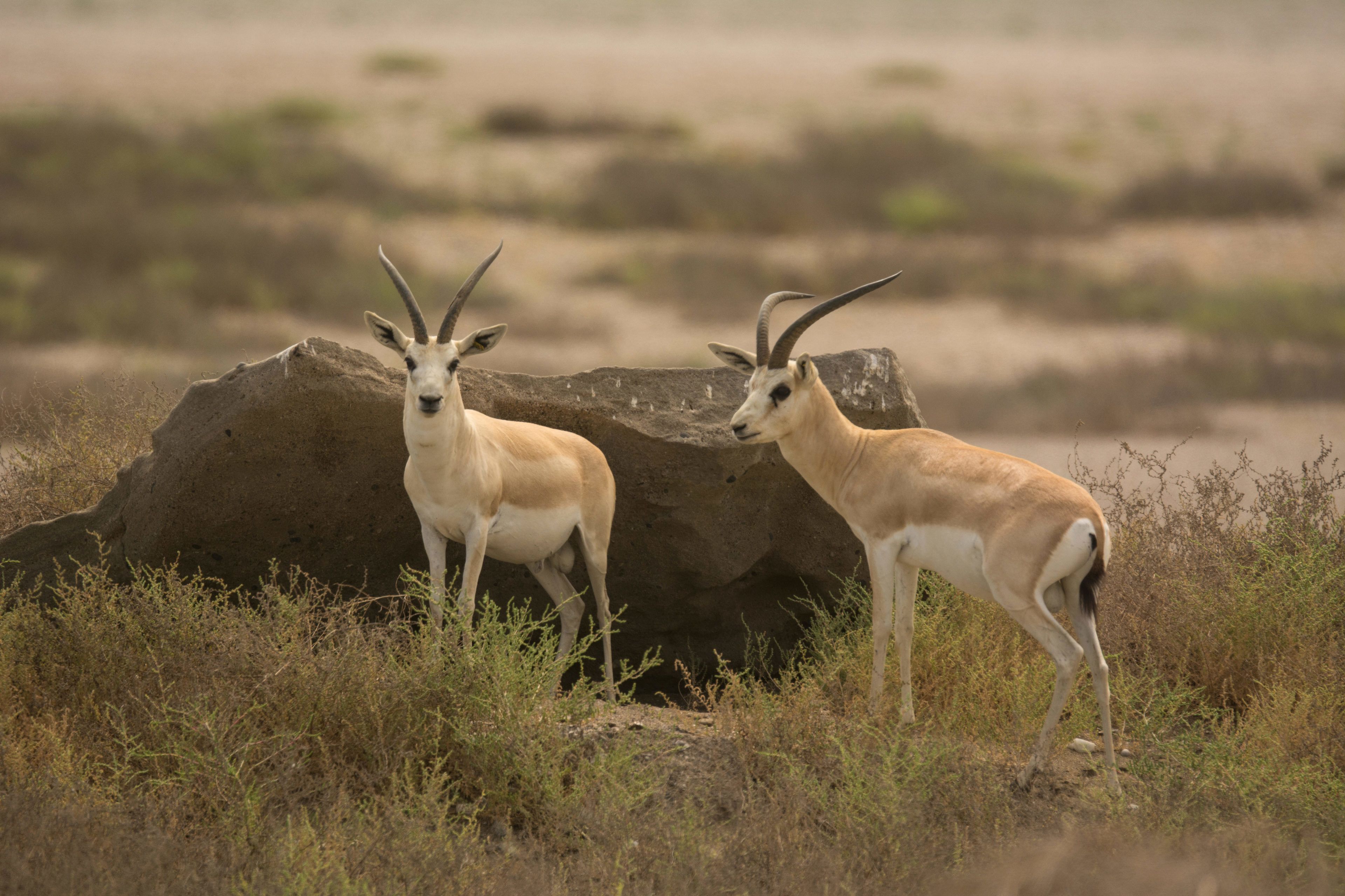 Deux antilopes se tiennent près d’un grand rocher, dans une savane aride.