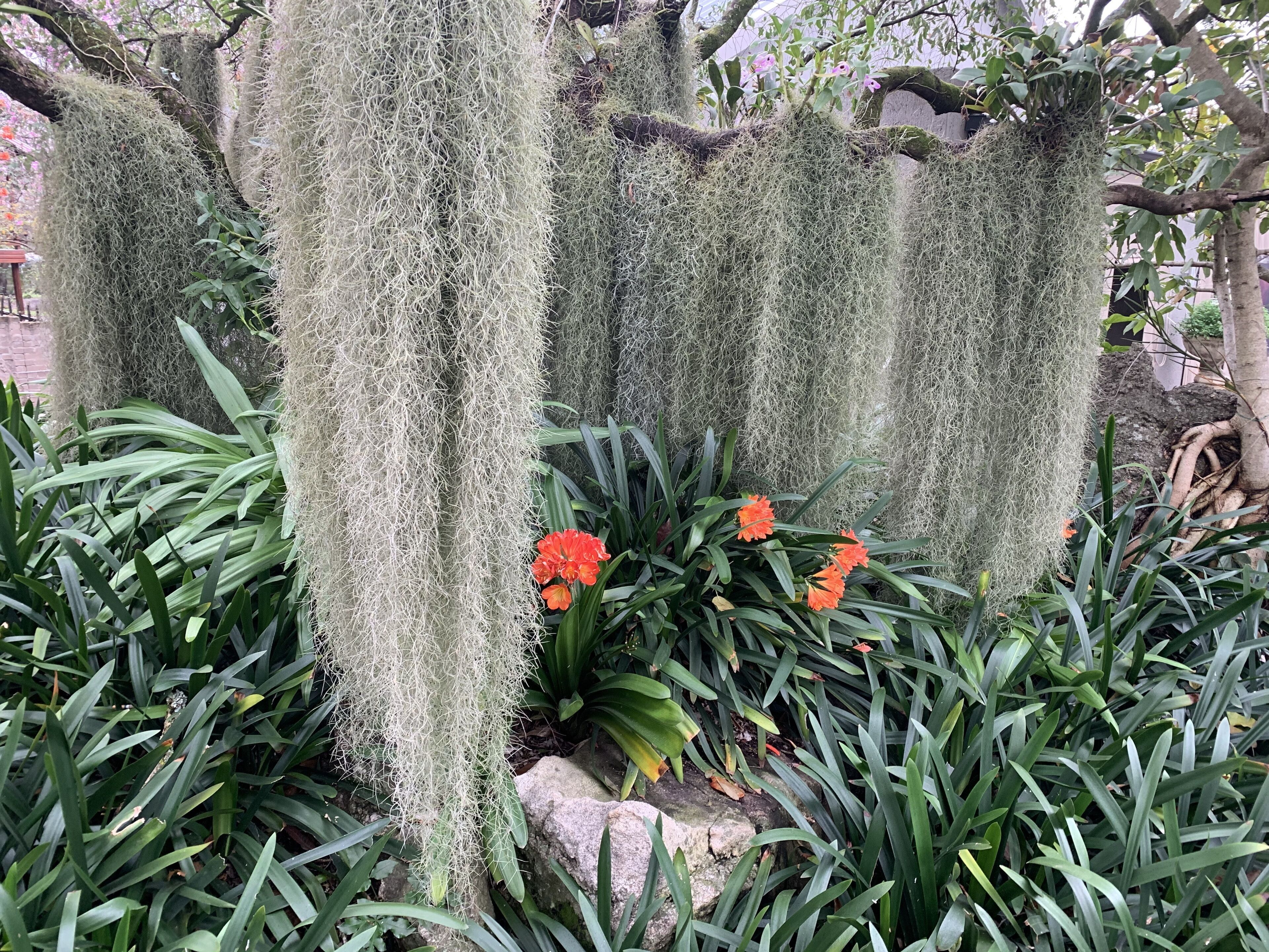 Ein Garten mit moosbewachsenen Bäumen und leuchtend orangefarbenen Blüten.