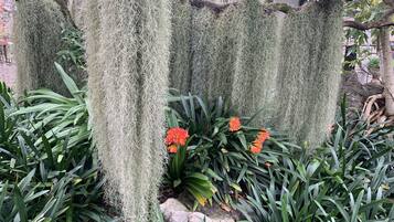 Ein Garten mit moosbewachsenen Bäumen und leuchtend orangefarbenen Blüten.
