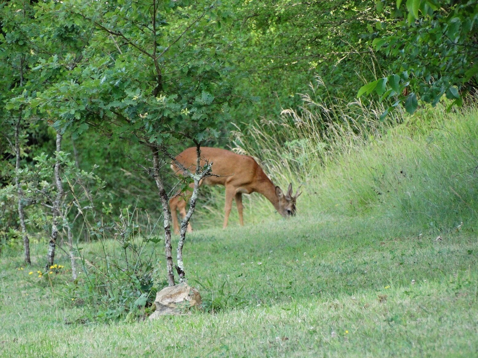 Ein Reh weidet in einem grasbewachsen Feld mit Bäumen im Hintergrund.