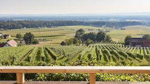 Un vignoble avec des rangées de vignes et un banc en bois au premier plan.