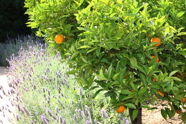 Àrea exterior de l'allotjament