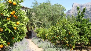Un frutteto con alberi d'arancio e piante di lavanda.