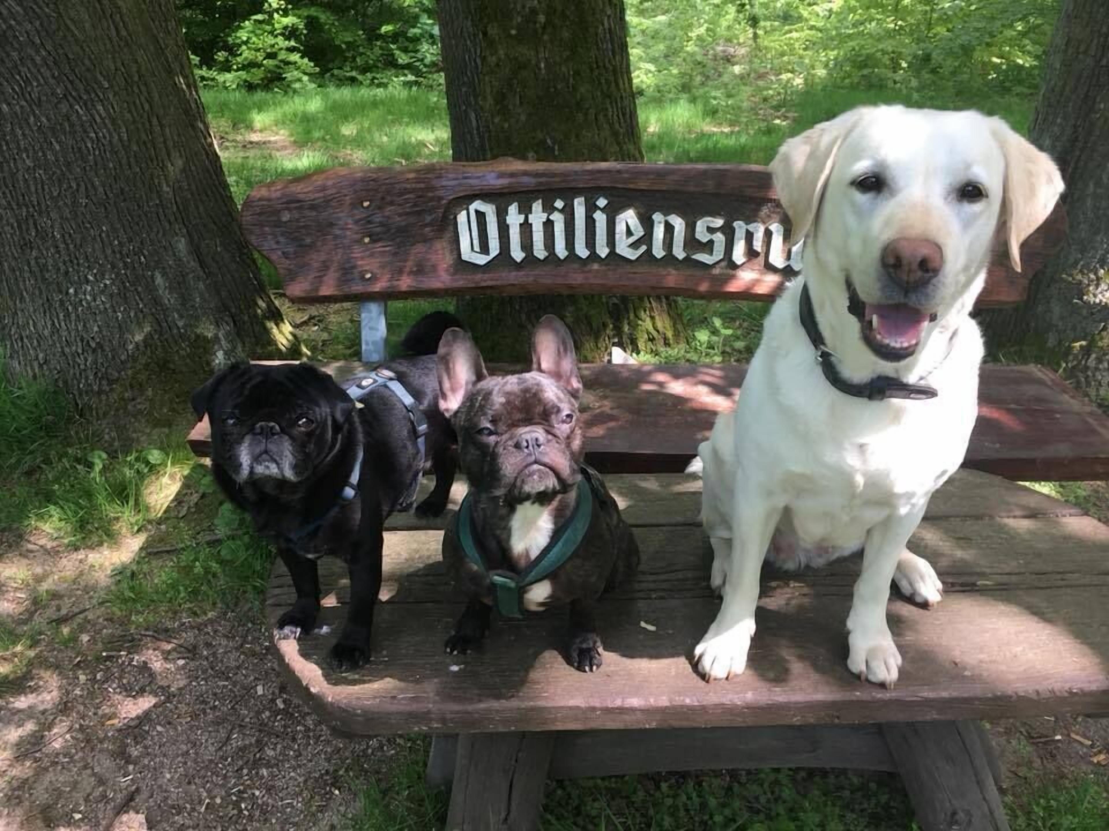 Tres perros sentados en un banco de madera con la inscripción "Ottilien".