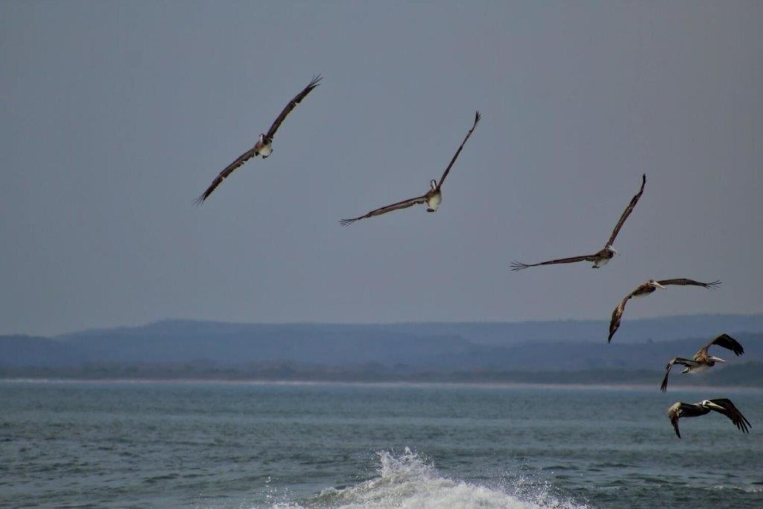 Een groep vogels vliegt boven een wateroppervlak met een verre oever.