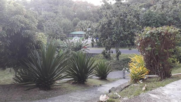 A lush garden with large agave plants, a paved pathway, and a building with a green roof in the background. - Corinth Grove Apartment (St. David)