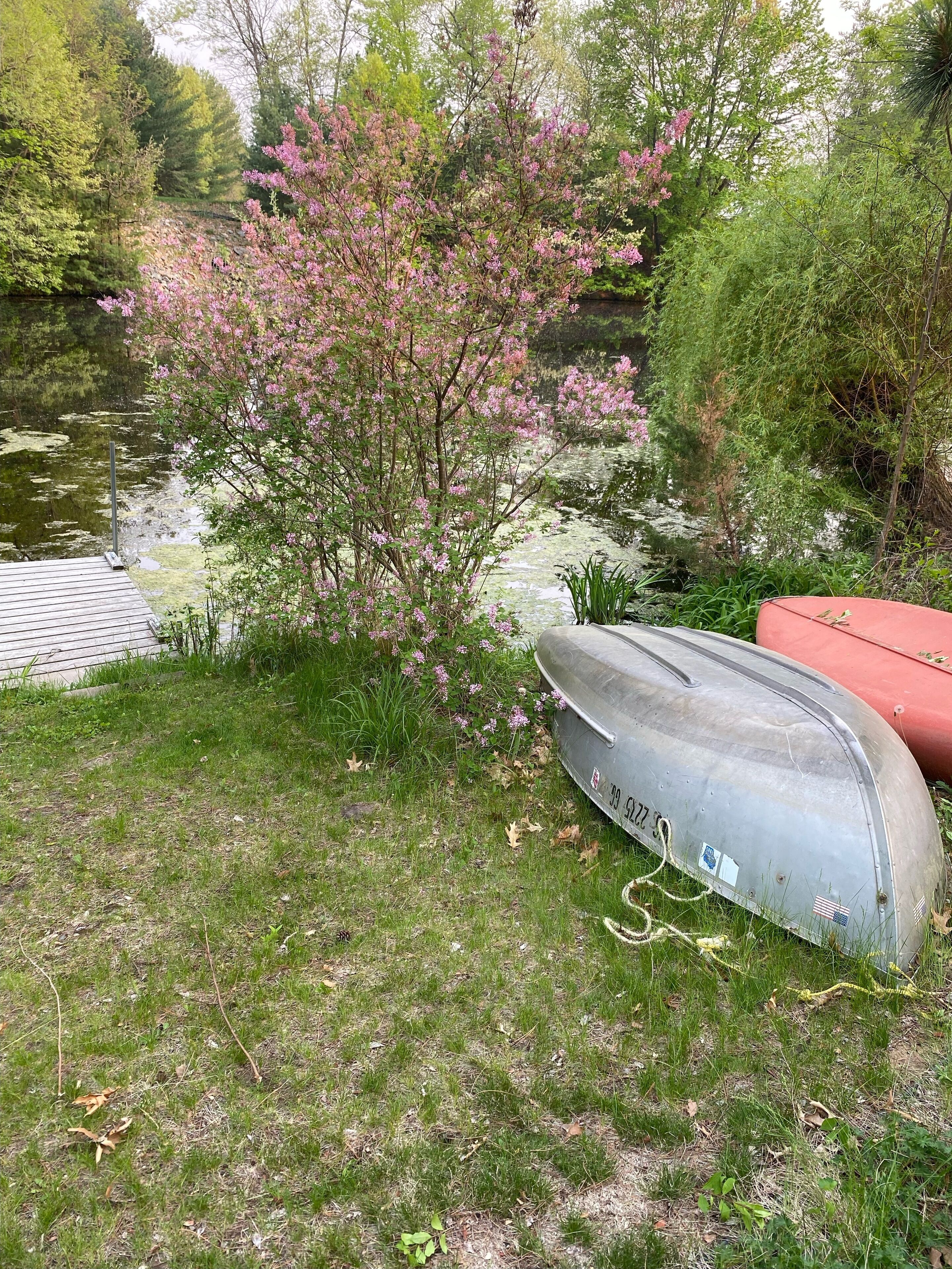 Eine Rasenfläche mit Teich, einem blühenden rosa Baum und einem Metallboot.