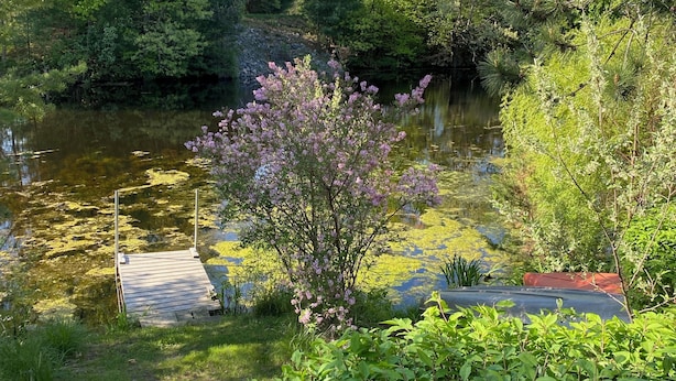 A serene lakeside setting with a wooden dock extending into the water, surrounded by lush greenery and trees.