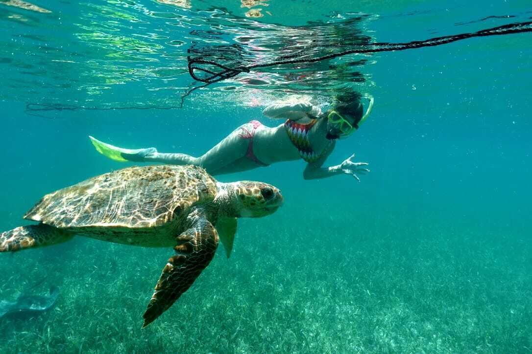 Una persona nada con una tortuga marina en aguas claras y poco profundas.