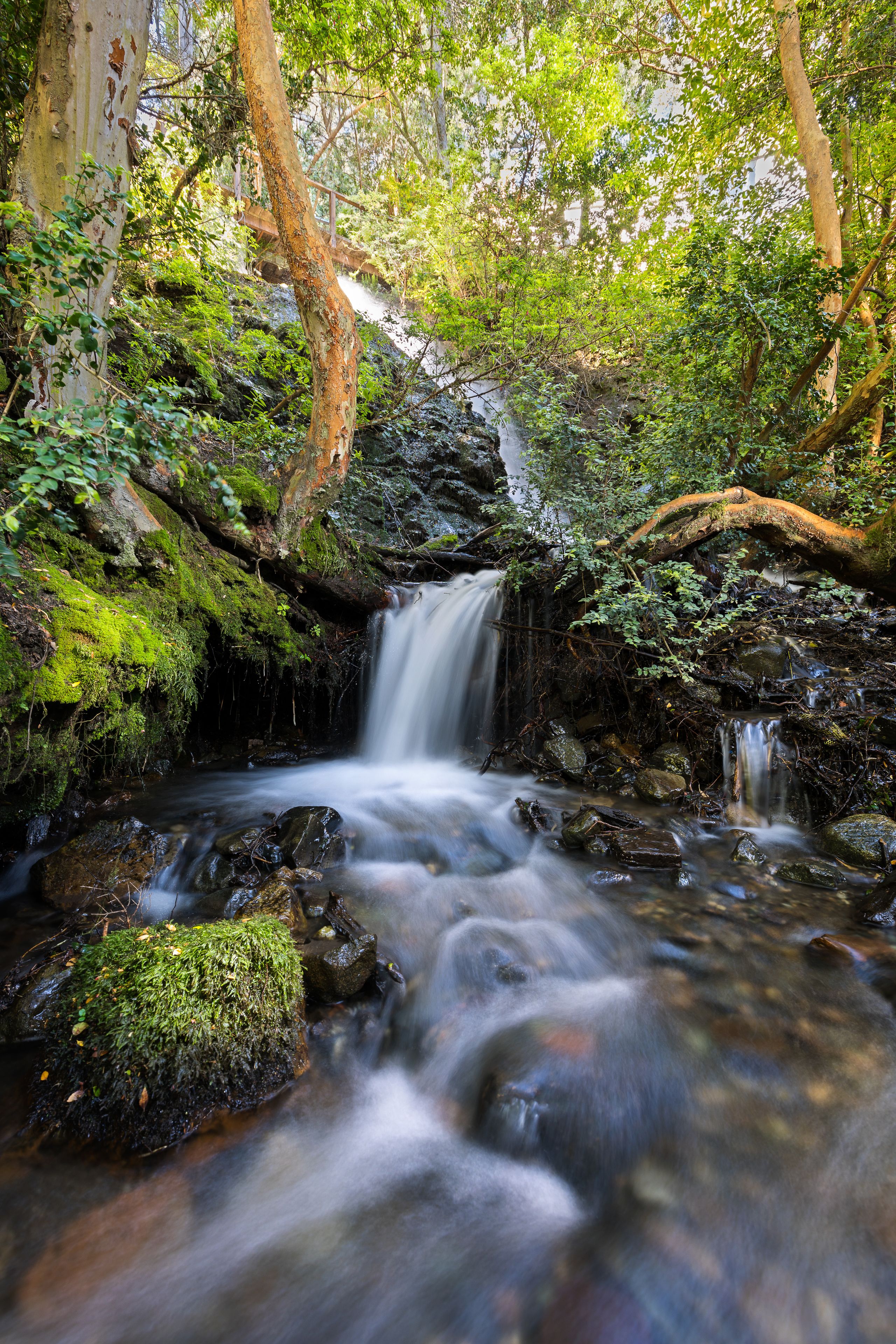 Una cascada tranquila rodeada de exuberante vegetación y rocas cubiertas de musgo.