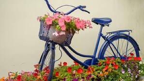 Una bicicleta azul con una cesta llena de flores rosas, estacionada junto a una hilera de macetas coloridas y rocas.