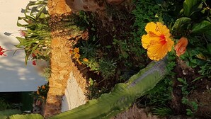 En have med forskellige planter og blomster, heriblandt en stor, gul hibiscus.