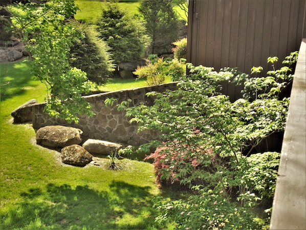 Stroll through a serene garden with a variety of plants and a flowering bush, surrounded by a wooden fence.