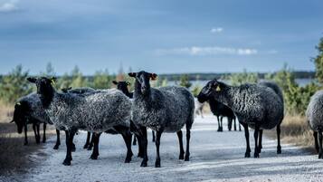 A group of sheep standing on a gravel path with a body of water and trees in the background.