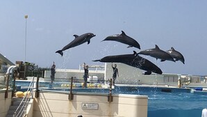 Des dauphins se produisent dans une piscine, avec un ciel dégagé en arrière-plan.