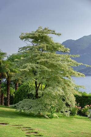 Un árbol grande con follaje denso en un jardín cuidado, con vistas a un cuerpo de agua y colinas al fondo.