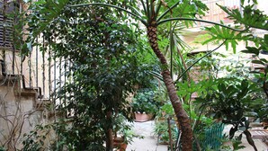 A courtyard with potted plants and a small tree. - Bed & Breakfast Conte Perollo (Sciacca)