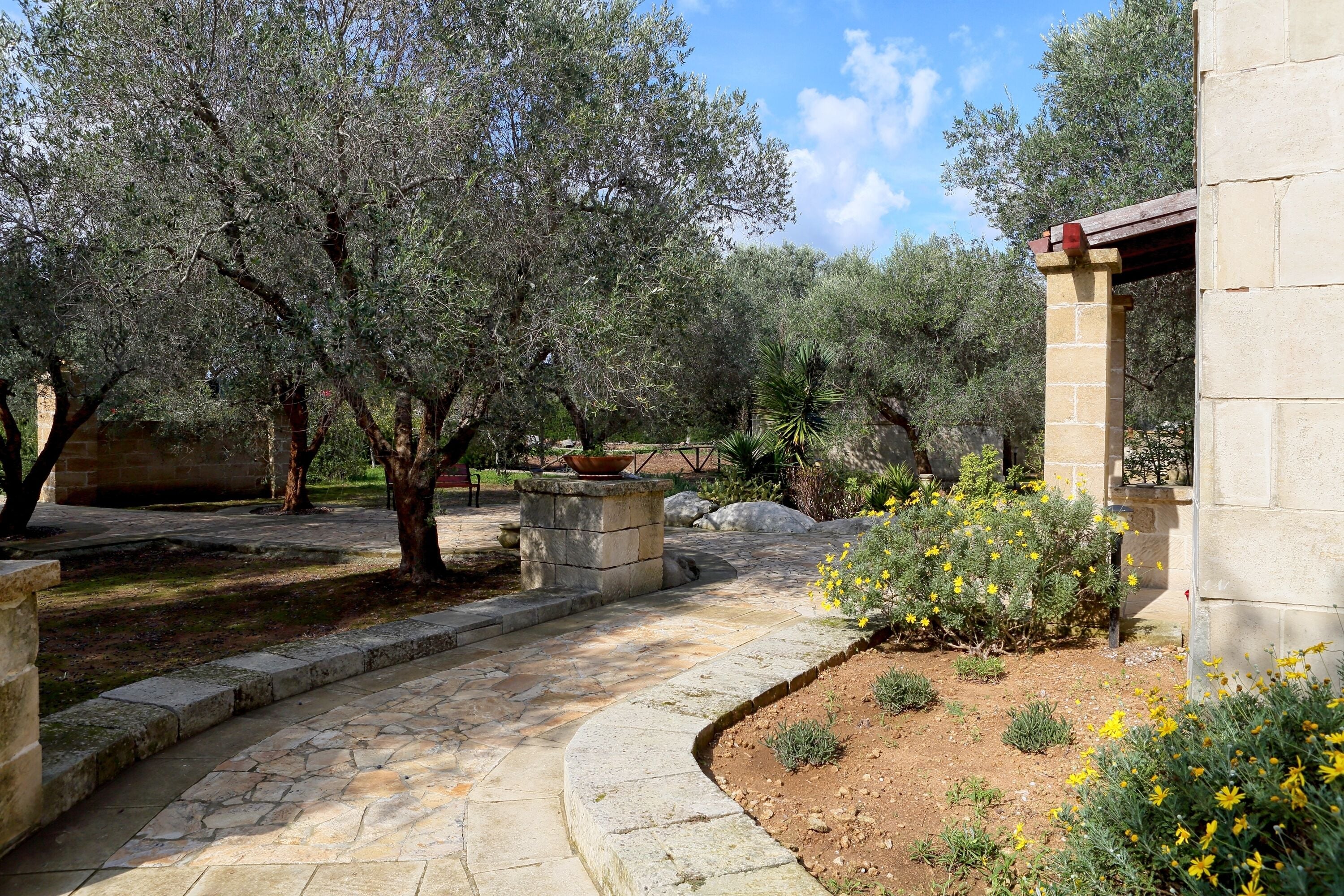 A stone pathway leading through a garden with olive trees and yellow flowers.