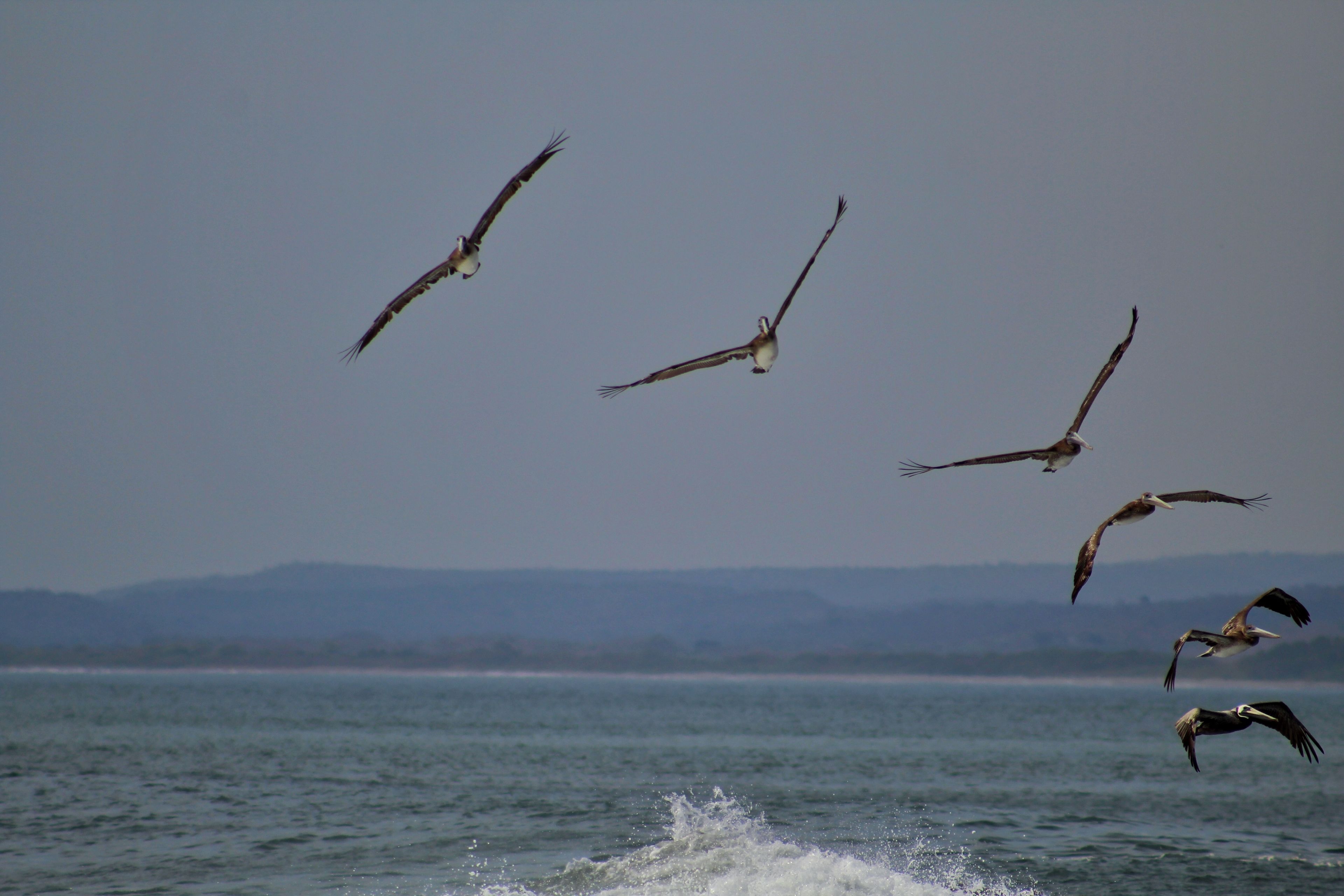 A group of birds flying over a body of water with a distant shoreline.