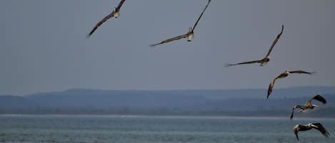 A group of birds flying over a body of water with a distant shoreline.