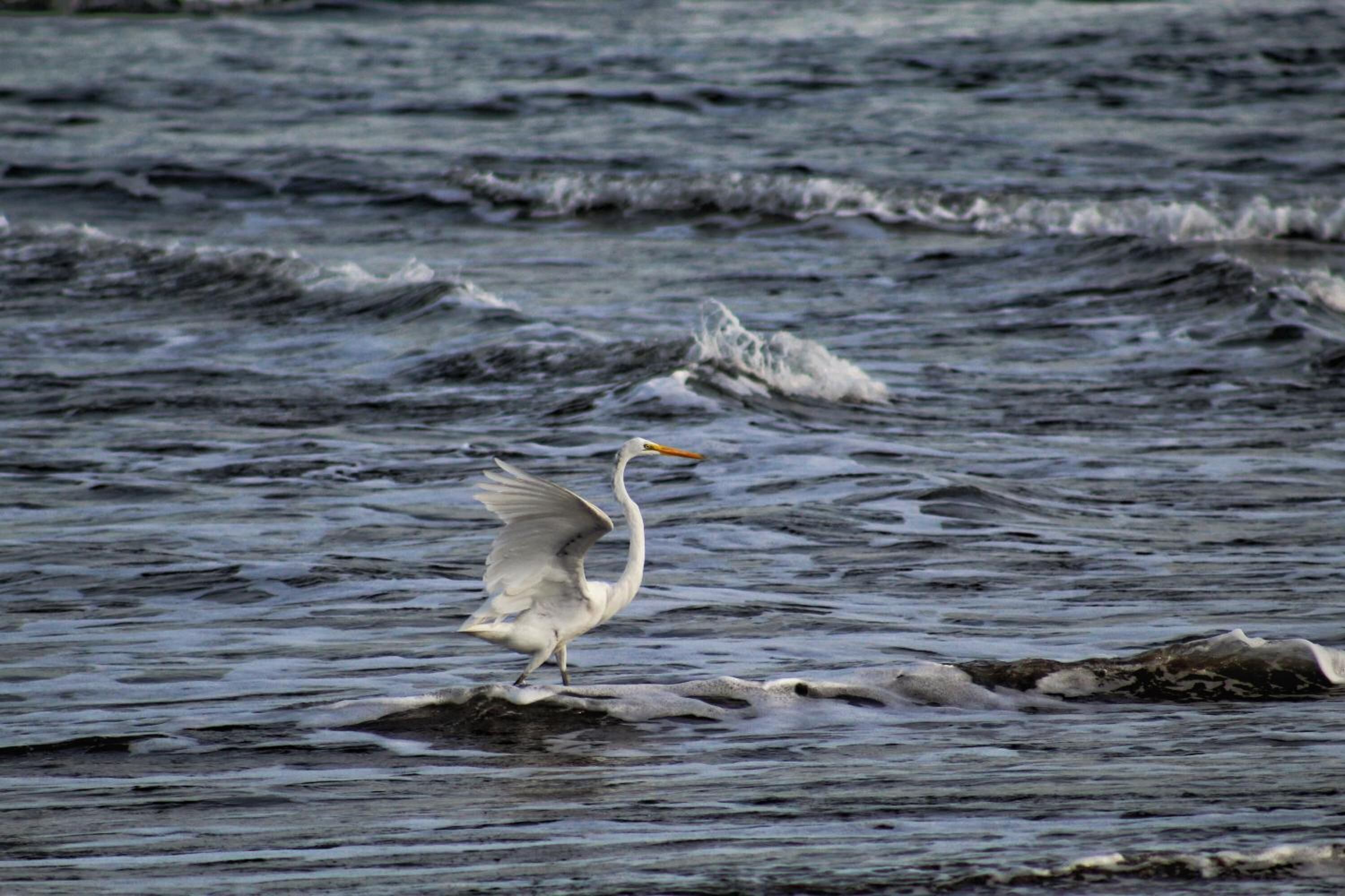 Un pájaro sobre una roca en el agua.
