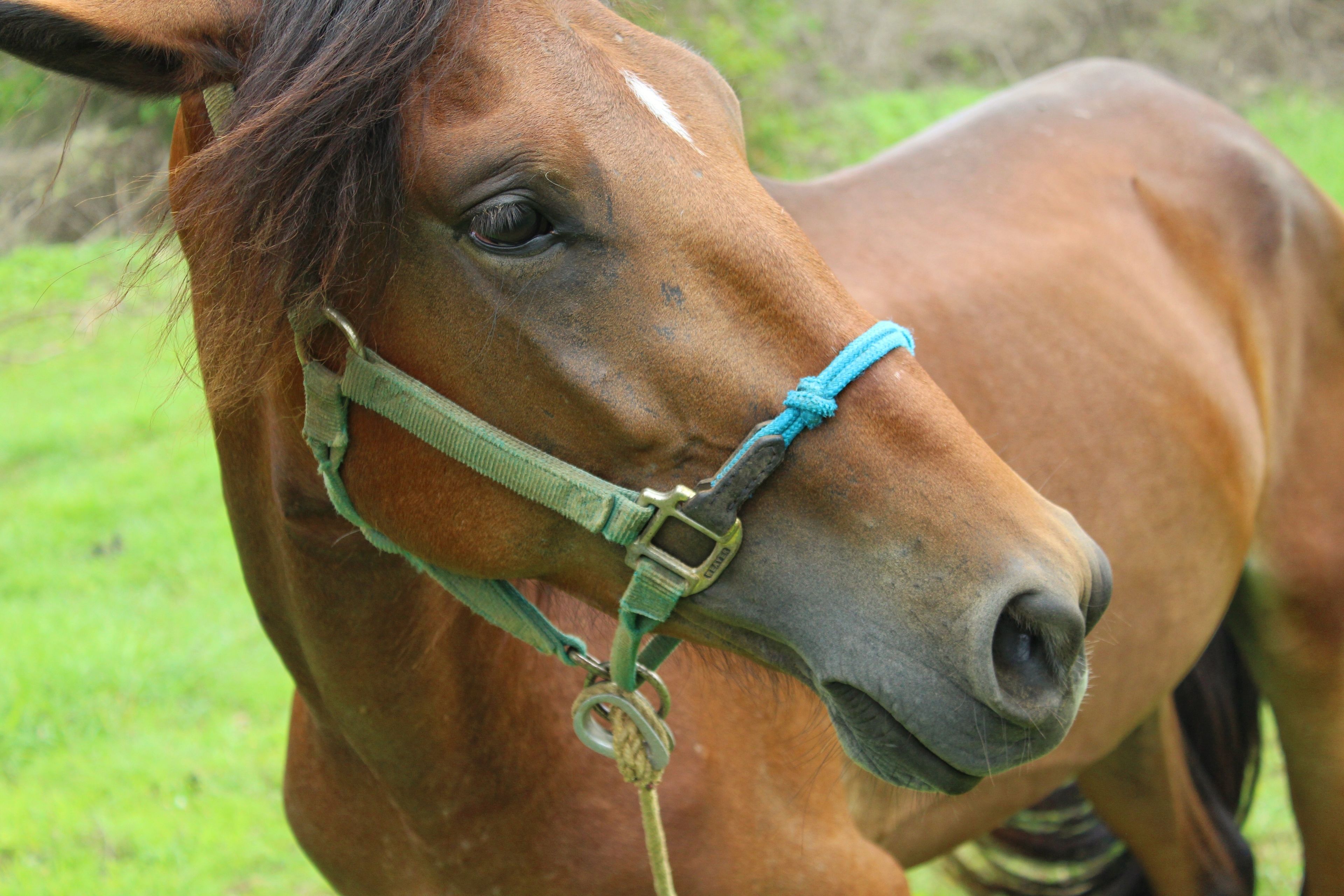 Un gros plan de la tête d'un cheval portant un licol.