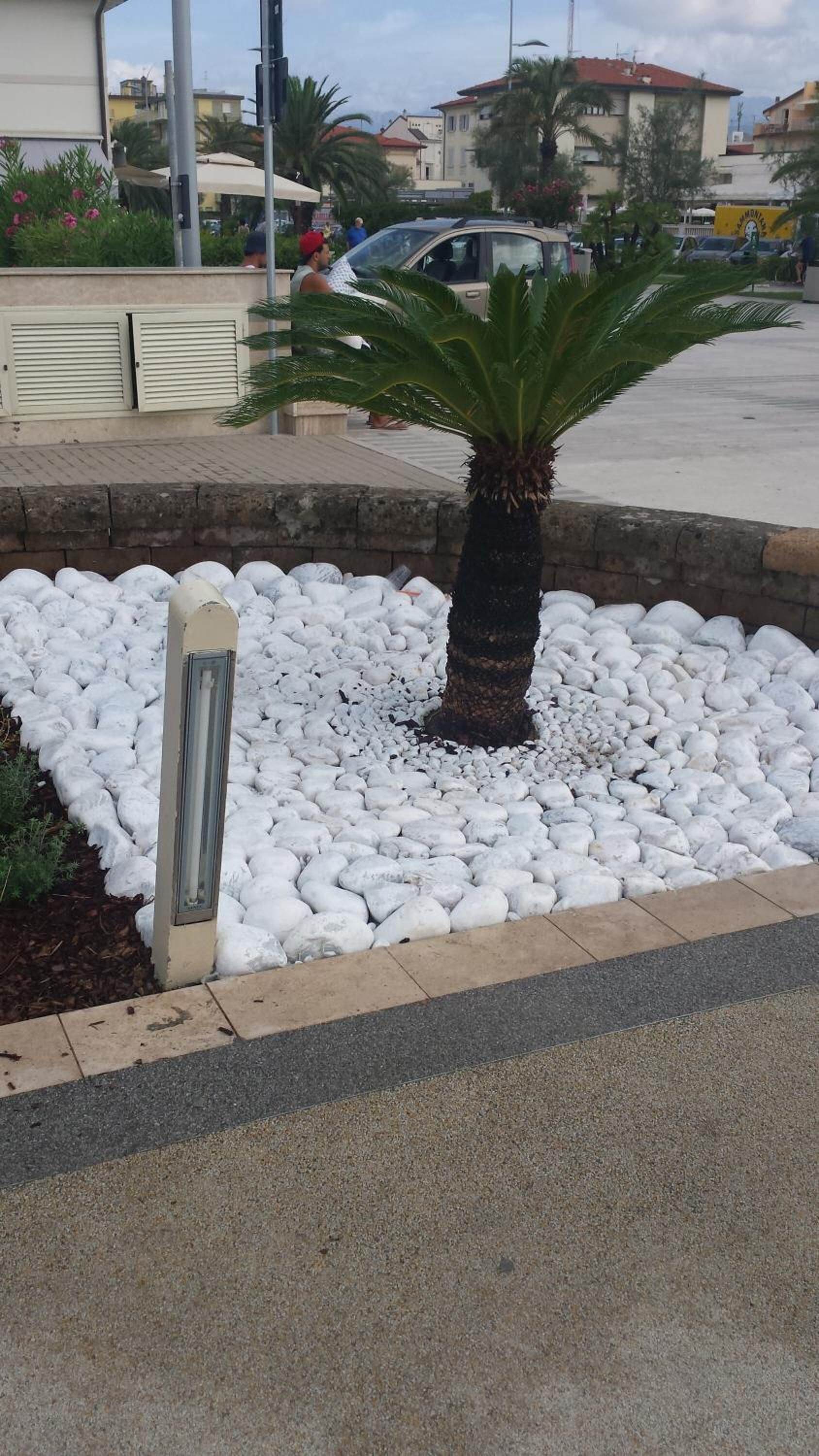 A palm tree in a white gravel bed with a metal post nearby, set against a backdrop of buildings and parked cars.