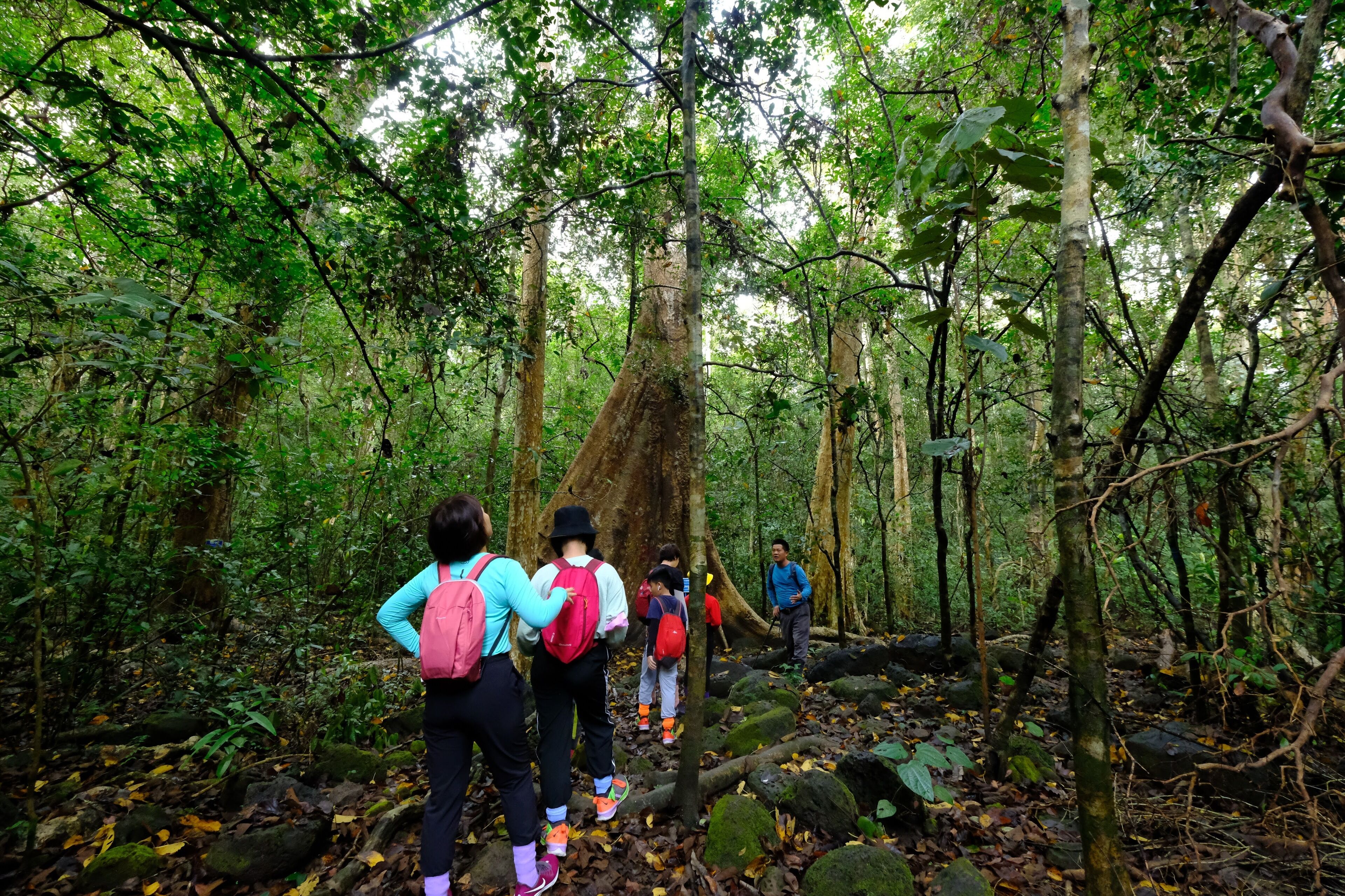 A group of hikers walking through a dense forest with large trees and rocky terrain.