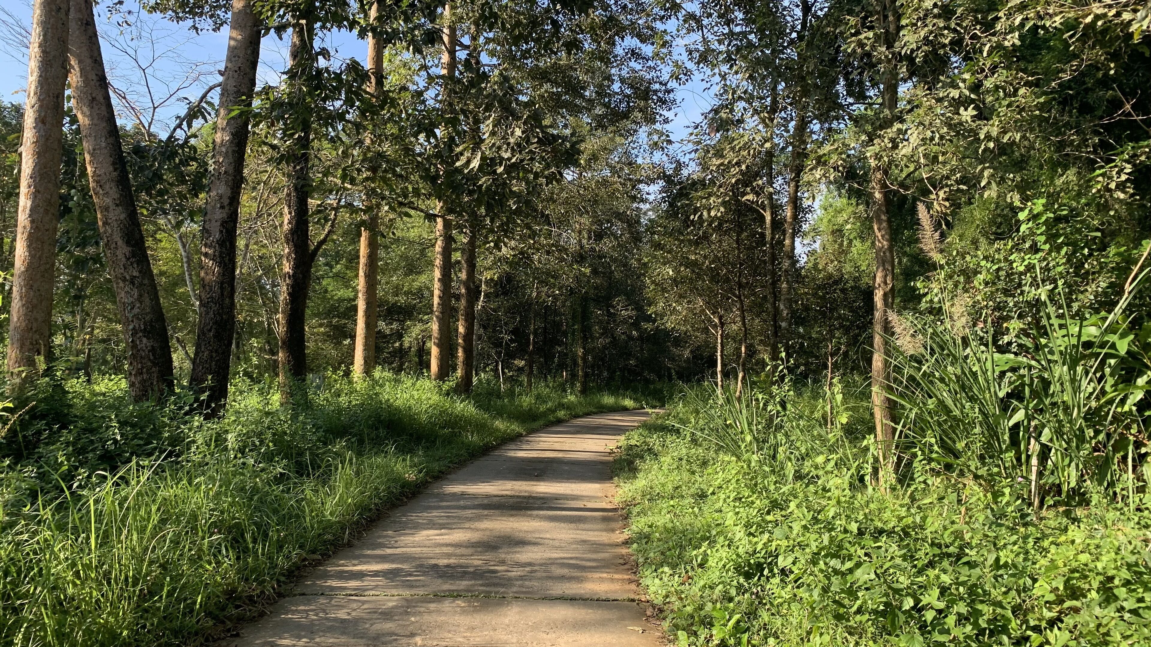 A narrow, paved path surrounded by tall trees and dense greenery.