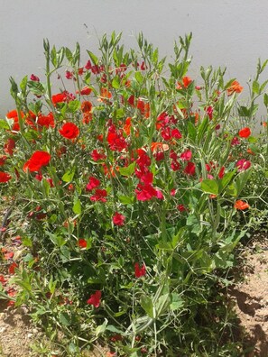 Jardín