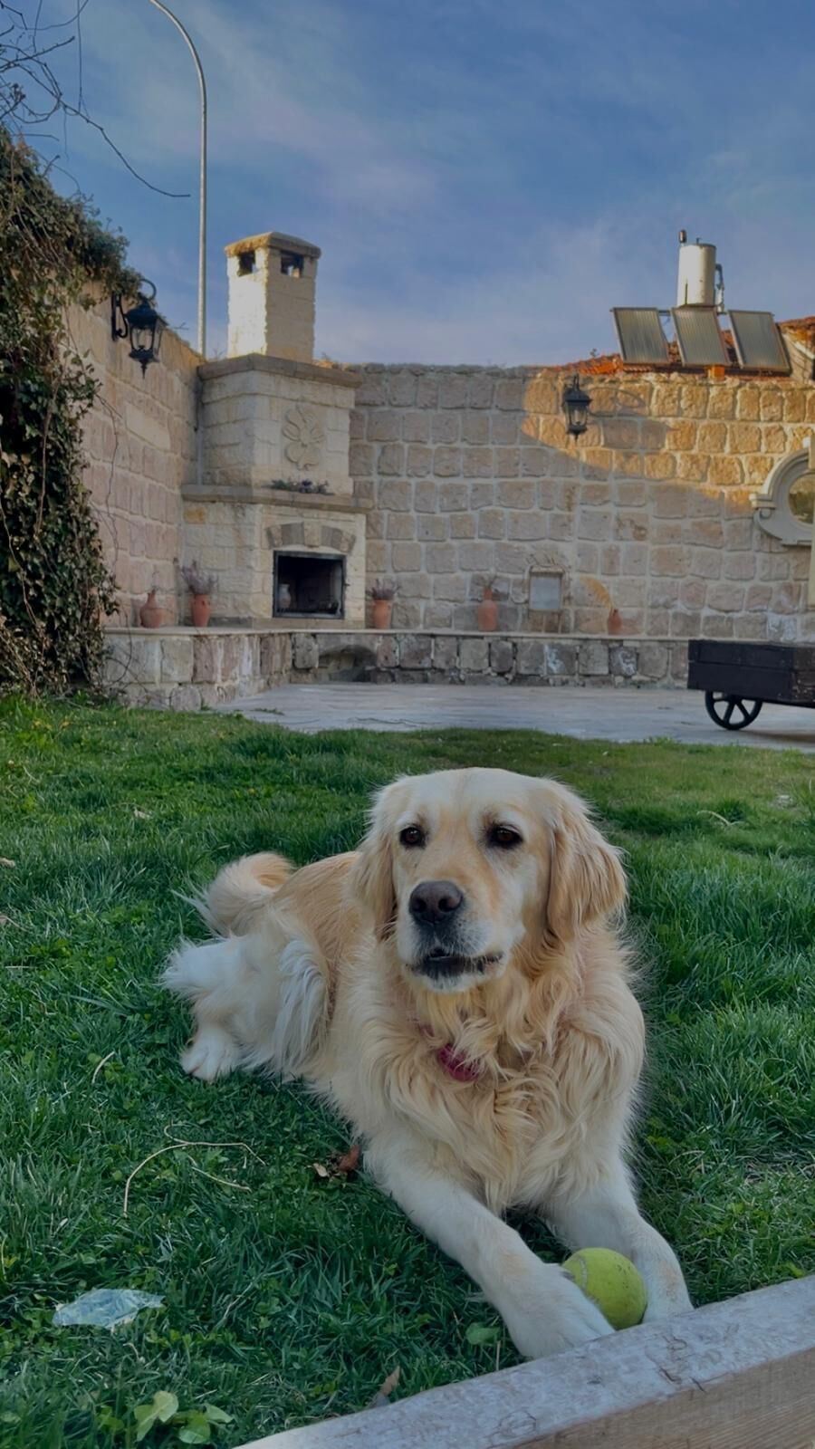 Un retriever dorado descansando sobre césped, con una pelota, un muro de piedra y una chimenea al fondo.