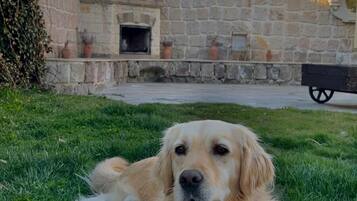 Un retriever dorado descansando sobre césped, con una pelota, un muro de piedra y una chimenea al fondo.