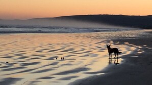 A beach scene with a dog standing in the sand near the water.