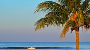 Eine Palme am Meer, im Hintergrund sind Wellen zu sehen.