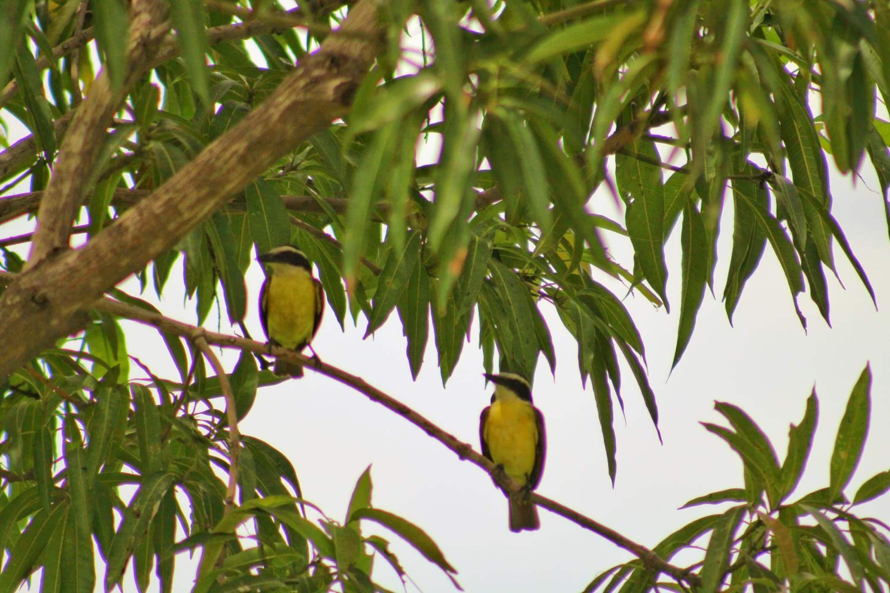 A bird perched on a branch amidst green foliage.