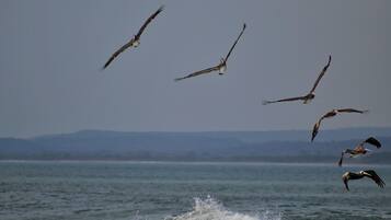 Premium-Suite, Mehrere Schlafzimmer, Nichtraucher, Meerblick | Ausblick vom Zimmer