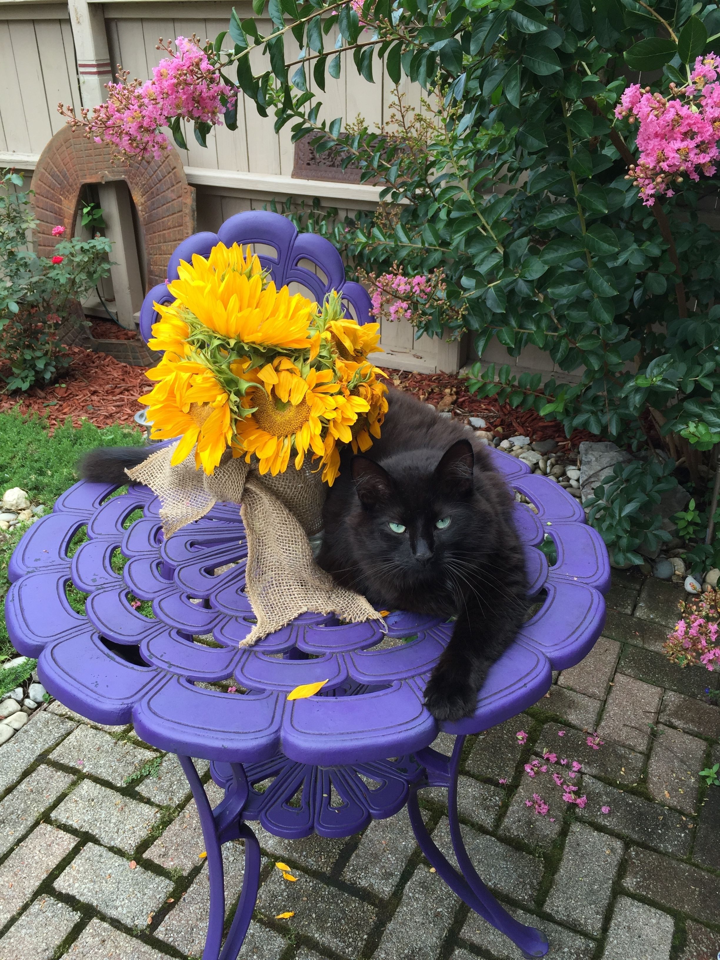 Un gato negro sentado en una silla morada con un ramo de girasoles.
