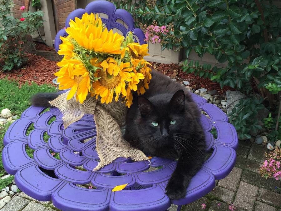 Un gato negro sentado en una silla morada con un ramo de girasoles.